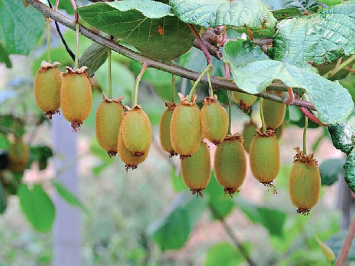 Kiwi Cultivation: कम समय में मालामाल बना देगी है कीवी, मात्र 2 एकड़ खेत से होगी 12 लाख तक की आमदनी