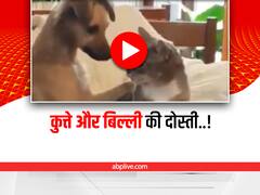Cute Video: कुत्ते और बिल्ली की जबरिया जोड़ी! एक दूसरे के बीच ऐसा प्यार पहले कभी नहीं देखा होगा