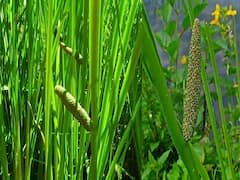 Sweet Flag Farming: बेकार दलदली जमीन में होती है ये खेती, कम मेहनत में किसानों को मिलती है लाखों की आमदनी