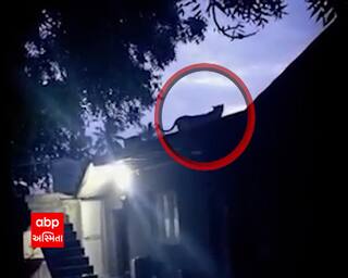 Viral Video: On the roof of the house in the Gir border area lion roaring Viral Video: ગીર બોર્ડર વિસ્તારમાં મકાનની અગાસી પર ચડી સાવજે કરી ગર્જના