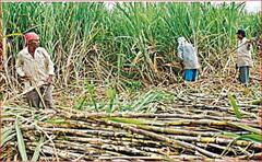 Modi Cabinet Decisions: ਕਿਸਾਨਾਂ ਲਈ ਸਰਕਾਰ ਨੇ ਕੀਤਾ ਵੱਡਾ ਐਲਾਨ, ਮਿਲੇਗਾ ਸਸਤਾ ਲੋਨ ਅਤੇ ਵਿਆਜ 'ਤੇ 1.5 ਫ਼ੀਸਦੀ ਦੀ ਰਾਹਤ 