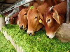 Animal Husbandry: कहीं जहरीला चारा तो नहीं खा रहे आपके पशु, इस तरह करें चारे में जहरीले तत्वों की पहचान