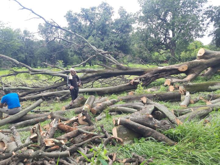 Aurangabad: न्यायालयाने हिमायतबागला जैवविविधता वारसास्थळ घोषित करण्याचे आदेश दिले आहेत.