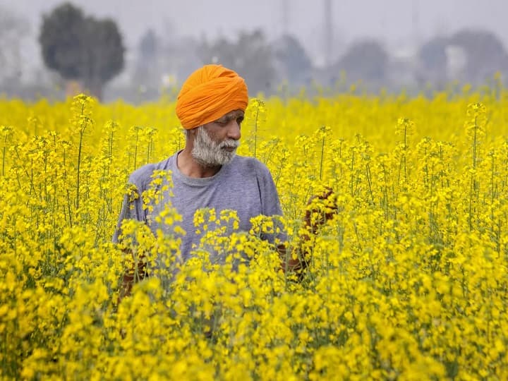 Rabi season will start with new varieties of mustard helps to get good production & double Earning Mustard Farming: सोच से ज्यादा मुनाफा दिलाएंगी सरसों की ये नई किस्में, इन राज्यों के किसानों को मिलेगा भरपूर फायदा