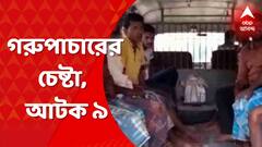 Cow Smuggling: পূর্ব বর্ধমানের কেতুগ্রাম দিয়ে গরুপাচারের চেষ্টা, গ্রেফতার ৯ । Bangla News