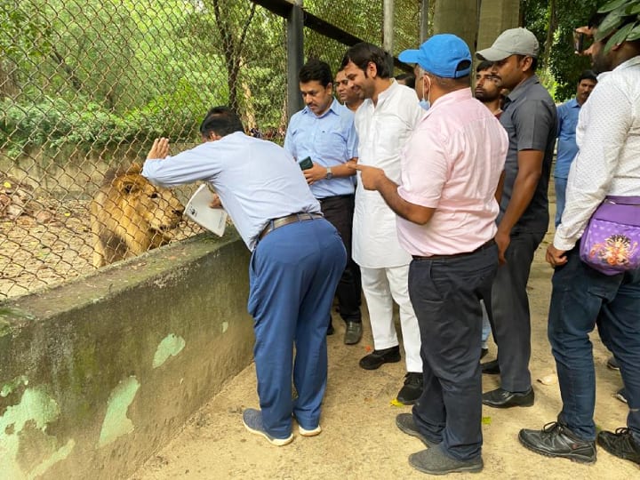 Tej Pratap Yadav Went Patna Zoo met with Tigress and the Cubs smiled to see Lion Samrat Patna News: मंत्री बनते ही एक्शन में तेज प्रताप यादव, जू जाकर बाघिन और शावकों से मिले, सम्राट को देखकर मुस्कुराए