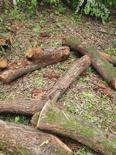 Photo: जैवविविधता वारसास्थळाचा दर्जा मिळालेल्या हिमायतबागेत बेकायदा वृक्षतोड