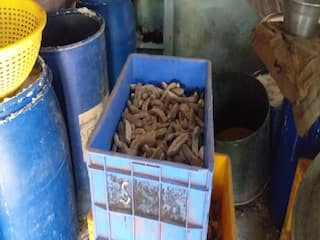 நாகையில் 20 லட்சம் ரூபாய் மதிப்புள்ள 600 கிலோ கடல் அட்டைகள் பறிமுதல்