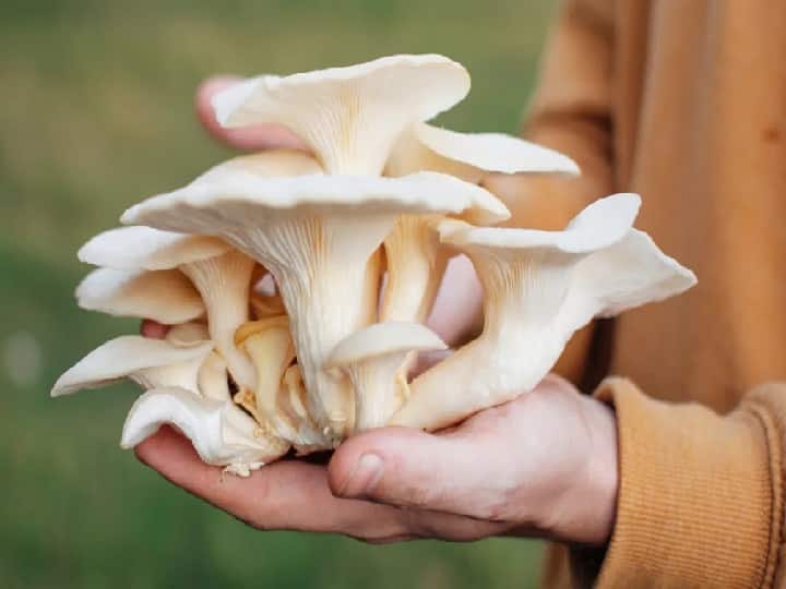Dhingri oyster mushroom helps to get financial stability makes profitable income along with agriculture | Mushroom Farming: सिर्फ 2 महीने में हजारों का मुनाफा, इस तरह खेती करने पर हाथोंहाथ बिक ...