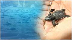 Olive Ridley Turtles In Vizag బీచ్ కు వచ్చే అందమైన తాబేళ్ల గురించి | DNN | ABP Desam