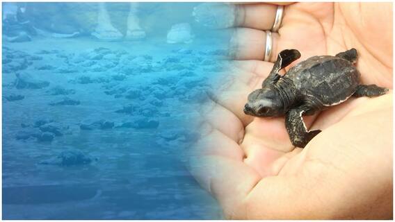 Olive Ridley Turtles In Vizag బీచ్ కు వచ్చే అందమైన తాబేళ్ల గురించి | DNN | ABP Desam