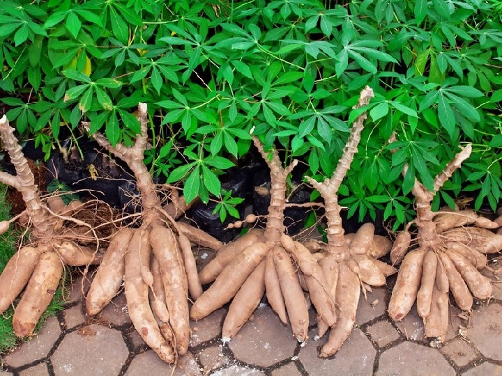 Cassava Farming: पैदावार के मामले में आलू का रिकॉर्ड तोड़ रहा है कसावा, इन इलाकों में होगी मोटी कमाई