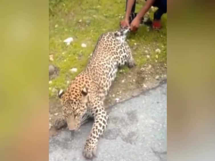 Viral Video Shows Man Pulling Leopard By Tail Viral Video: చిరుతతో ఆటలేంట్రా నాయనా? అదేమైనా కుక్క పిల్లా, తోకపట్టుకుని లాగుతున్నావ్?