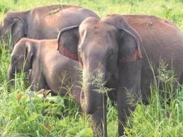Man plays piano for mama and baby elephants. Video shows how animals react Watch video: பியானோ இசைக்குத் தலையாட்டும் அம்மா மற்றும் குட்டி யானைகள்...வைரல் வீடியோ!