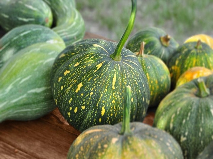 Pumpkin Farming: जेबें भर जायेंगी! डबल आमदनी के लिये खेतों में लगायें कद्दू की ये उन्नत किस्में