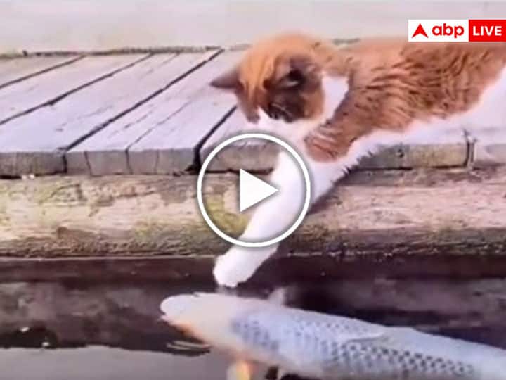funny cat plays with fish cute video viral on social media Cute Video: मछलियों के साथ खेलती है ये मजेदार बिल्ली, कभी सहलाती है और कभी कर देती है Kiss