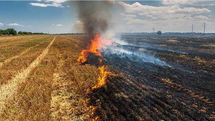 Central government gave 600 crores the state farmers burning stubble Stubble Burning: केंद्र सरकार ने 600 करोड़ दिए, फिर भी इन 4 राज्यों में पराली जलाते मिले किसान, जानिए क्यों इस साल दम घोट सकता है स्मॉग