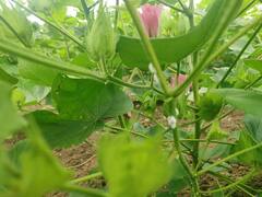 Photo: शेतकऱ्यांपुढे नवीन संकट, कपाशींवर माव्याचा प्रादुर्भाव