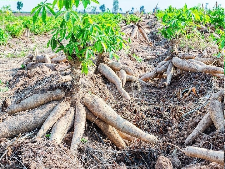 Cassava Farming: पैदावार के मामले में आलू का रिकॉर्ड तोड़ रहा है कसावा, इन इलाकों में होगी मोटी कमाई