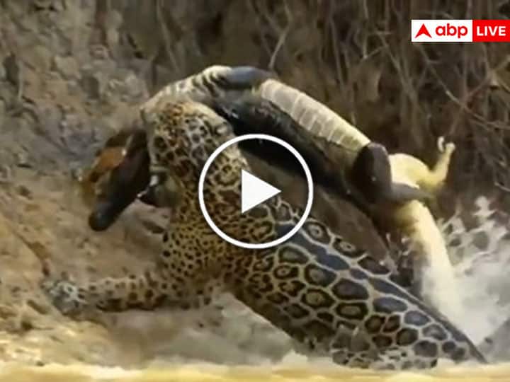 jaguar and crocodile fight video viral on social media Trending Video: जंगल के दो क्रूर शिकारी आपस में भिड़े, एक जगुआर और दूसरा मगरमच्छ, देखिए कौन जीता