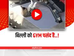 जिम में पसीना बहाती है ये 'बलवान' बिल्ली, यूजर्स बोले- ये कर सकती है तो आप क्यों नहीं?