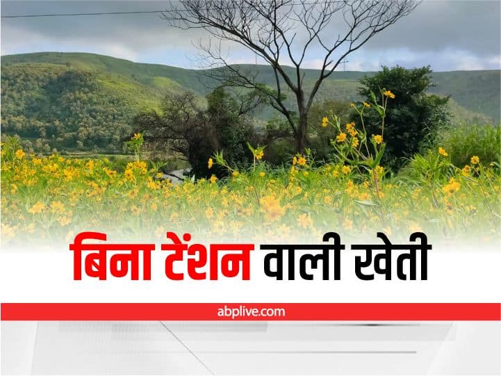 Niger farming: बिना टेंशन वाली खेती! चौगुना तरक्की के लिये रामतिल की फसल में कर लें ये काम, मिलेगा लाखों का मुनाफा Bee keeping honey farming along with Ramtil cultivation helps to get bumper production without riks Niger farming: बिना टेंशन वाली खेती! चौगुना तरक्की के लिये रामतिल की फसल में कर लें ये काम, मिलेगा लाखों का मुनाफा