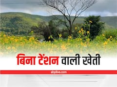 Niger farming: बिना टेंशन वाली खेती! चौगुना तरक्की के लिये रामतिल की फसल में कर लें ये काम, मिलेगा लाखों का मुनाफा