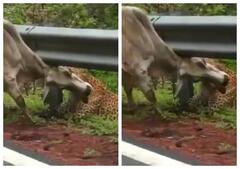 Watch: ਚੀਤੇ ਨੇ ਸੜਕ ਦੇ ਵਿਚਕਾਰ ਫੜੀ ਗਾਂ ਦੀ ਧੌਣ, ਕਮਜ਼ੋਰ ਦਿਲ ਵਾਲੇ ਨਾ ਦੇਖਣ ਇਹ ਵੀਡੀਓ