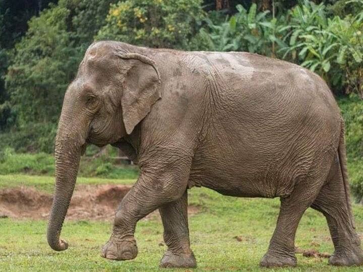 Jharkhand wild elephant become worry for People in Latehar, pleaded for help from the Forest Department Jharkhand के लातेहार में जंगली हाथी का उत्पात, तोड़ दिए लोगों के घर चट कर गया अनाज  