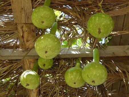 লাউ অত্যন্ত পুষ্টিকর সবজি। এতে আছে, ভিটামিন B, C এবং অ্যান্টিঅক্সিডেন্ট। পেটের সমস্যা দূর করে এই সবজি।