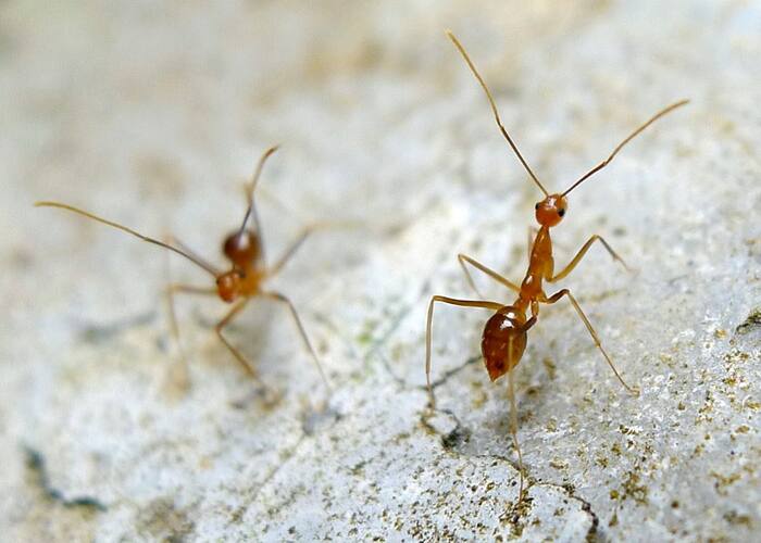 Tamil Nadu: Yellow crazy ants cause chaos in India villages மக்களுக்கு தொல்லை! ஆடு மாடுகளைப் பதம் பார்க்கும் மஞ்சள் எறும்பு : திகிலில் திண்டுக்கல்!