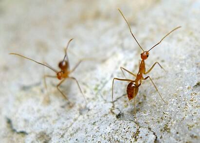 Tamil Nadu: Yellow crazy ants cause chaos in India villages மக்களுக்கு தொல்லை! ஆடு மாடுகளைப் பதம் பார்க்கும் மஞ்சள் எறும்பு : திகிலில் திண்டுக்கல்!
