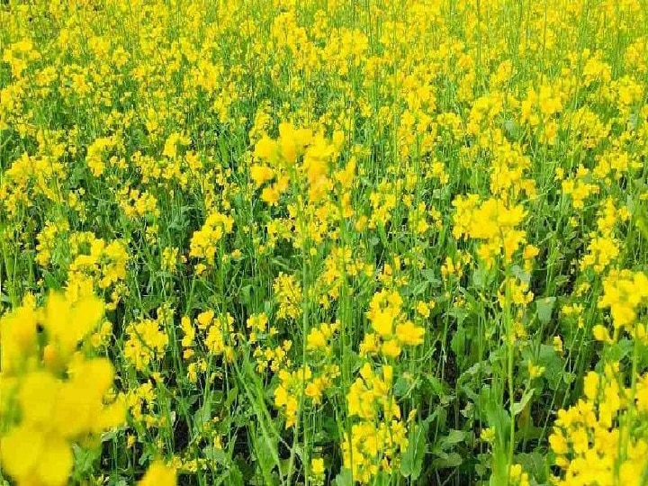 Mustard Farming: सोच से ज्यादा मुनाफा दिलाएंगी सरसों की ये नई किस्में, इन राज्यों के किसानों को मिलेगा भरपूर फायदा