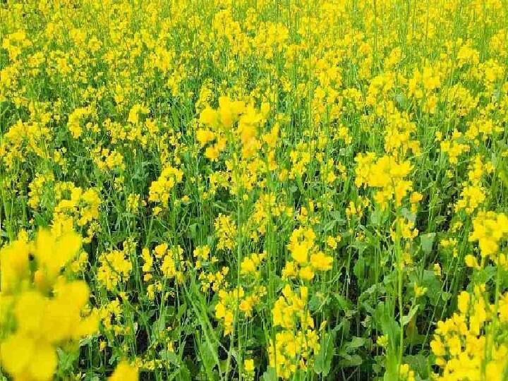 Mustard seeds will be sown in 3 lakh hectares in the state Seed minikit scheme: इस राज्य में 3 लाख हेक्टेयर में बोई जाएगी सरसों, फ्री मिलेगा बीज