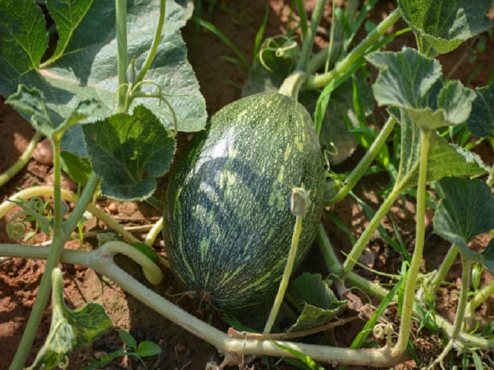 Pumpkin Farming: जेबें भर जायेंगी! डबल आमदनी के लिये खेतों में लगायें कद्दू की ये उन्नत किस्में