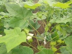 Photo: शेतकऱ्यांपुढे नवीन संकट, कपाशींवर माव्याचा प्रादुर्भाव