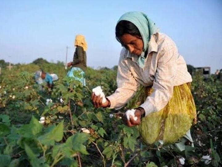Cotton Farmers Facing Problems With Heavy Rain in Karimnagar Cotton Farmers News: పత్తి రైతుల పుట్టి ముంచుతున్న అధిక వర్షాలు, ఏం చేసేది?