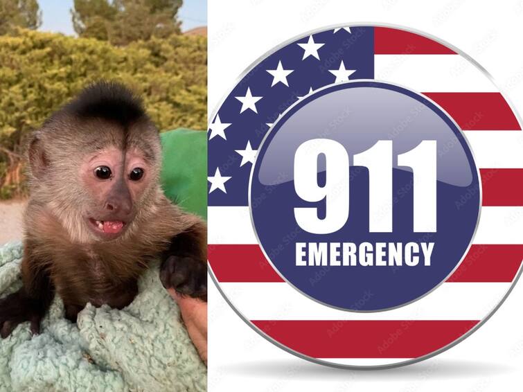 monkey dialled 911 from a zoo of USA காவல் துறையின் அவசர எண்ணுக்கு அழைத்த சேட்டைக்கார குரங்கு... அமெரிக்காவில் சுவாரஸ்ய சம்பவம்!