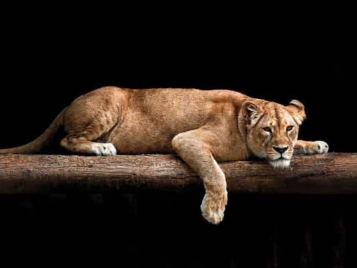 Gujarat Lioness dies after touching electric fence in Amreli police arrested two farmers Amreli News: अमरेली में खेत में बिजली के बाड़ को छूने से शेरनी की हुई मौत, दो लोग गिरफ्तार