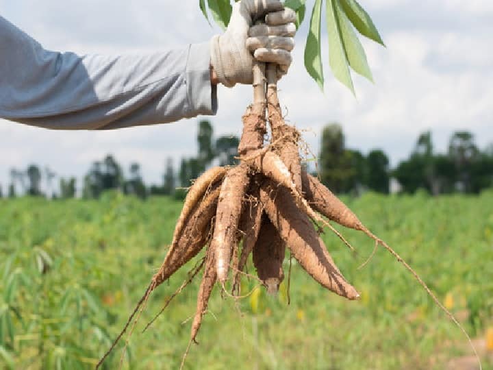 Cassava is breaking the record of potato in terms of yield, there will be big earnings in these areas Cassava Farming: पैदावार के मामले में आलू का रिकॉर्ड तोड़ रहा है कसावा, इन इलाकों में होगी मोटी कमाई