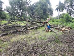 Photo: जैवविविधता वारसास्थळाचा दर्जा मिळालेल्या हिमायतबागेत बेकायदा वृक्षतोड