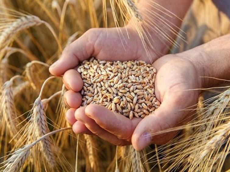 2021-22 crop year year, the production of wheat will decrease by three percent, while the production of pulses, sugarcane, maize and gram will increase Wheat Production : गव्हाचं उत्पादन तीन टक्क्यांनी घटणार, तर कडधान्यासह ऊस, मका, हरभऱ्याचं उत्पादन वाढणार 