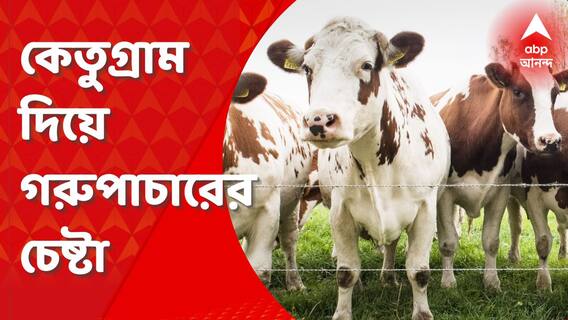 Cow Smuggling Case: পূর্ব বর্ধমানের কেতুগ্রাম দিয়ে গরুপাচারের চেষ্টা, গ্রেফতার ৯ পাচারকারী