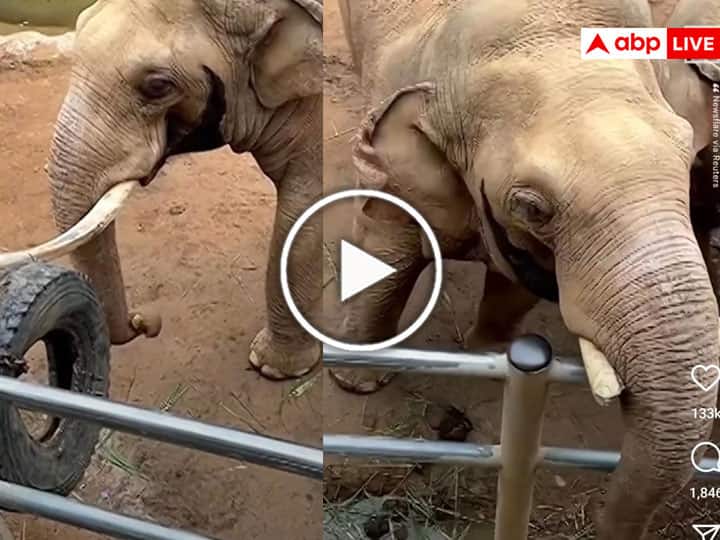 elephant returning a shoe of a child by its trunk in China zoo video viral on social media China: हाथी ने सूंड से उठाकर लौटाया बच्चे का जूता, नहीं यकीन तो खुद देख लीजिए वीडियो