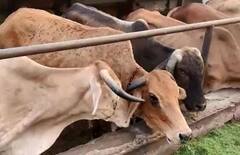 ਪੰਜਾਬ ਅੰਦਰ ਪਸ਼ੂਆਂ 'ਚ 'ਲੰਪੀ ਸਕਿਨ' ਬੀਮਾਰੀ ਦਾ ਕਹਿਰ ਵਧਿਆ , ਲੁਧਿਆਣਾ 'ਚ 634 ਪਸ਼ੂਆਂ ਦੀ ਮੌਤ