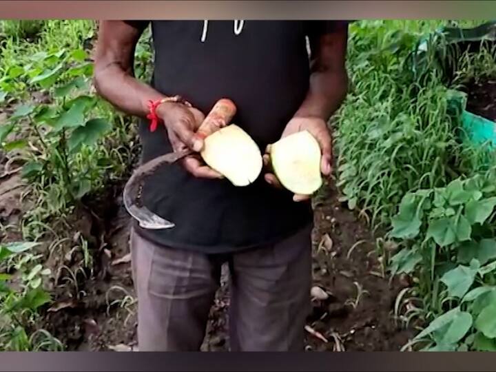 आज त्या झाडाला बाराही महिने आंबे येत आहेत.