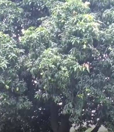 निसर्गाची किमया! बारमाही आंबे लागणारं झाड