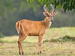 Kalesar National Park:  हरियाणा के इस नेशनल पार्क में आकर ले सकते हैं दुबई जंगल सफारी का आनंद, देखें तस्वीरें