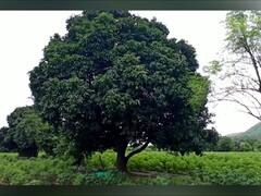 PHOTO : निसर्गाची किमया...बारमाही फळे येणारे आंब्याचे झाड