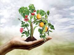 किस्मत बदल देते हैं ये 5 पेड़, हर किसान को जरूर करनी चाहिये इनकी खेती